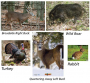 Photo Realistic Targets by NiceTargets&trade; Thumbnail Image 2
