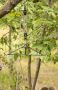 .30-06 Outdoors Game Lifter Hoist System Thumbnail Image 2