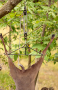 .30-06 Outdoors Game Lifter Hoist System Thumbnail Image 3